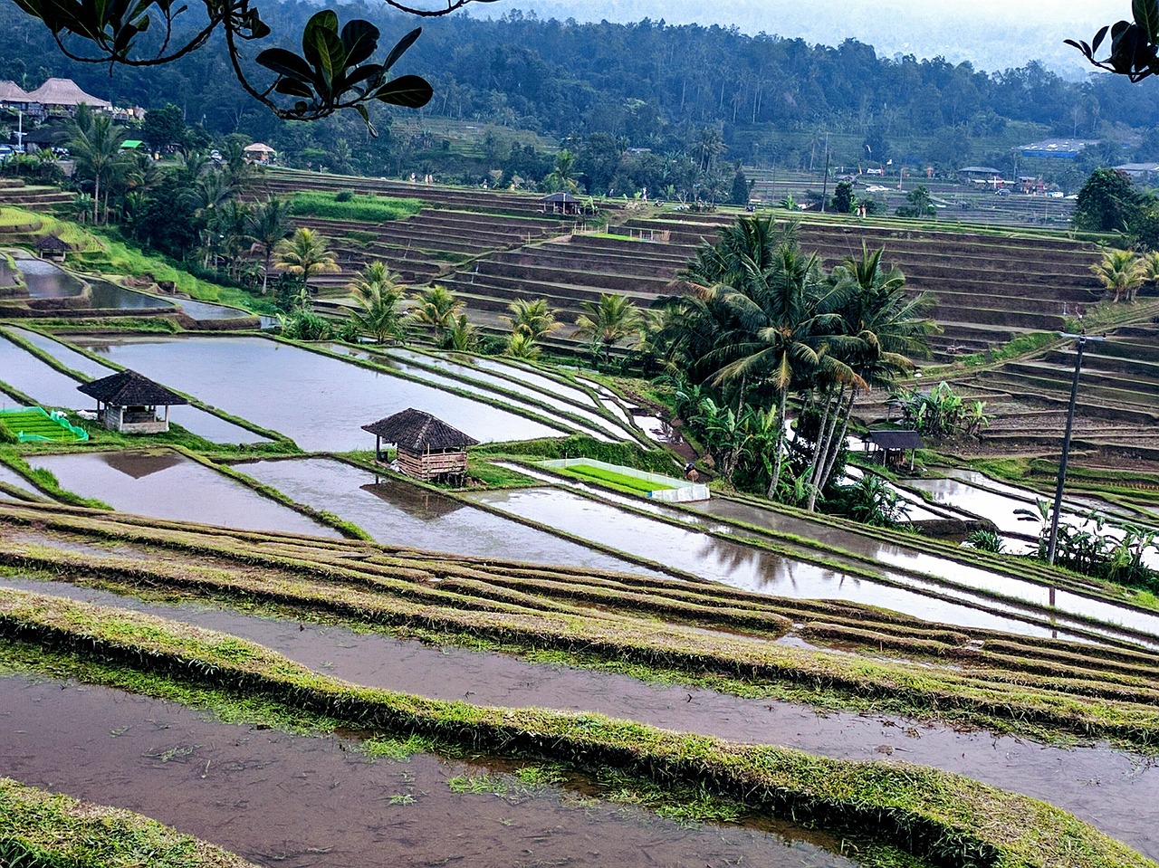 Bali Ubud rice terraces