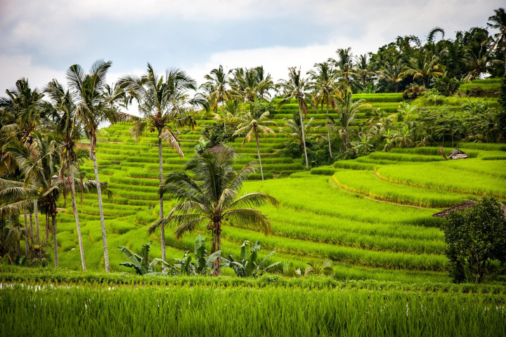 Bali rice terraces