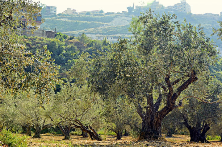 Olive grove Malaga