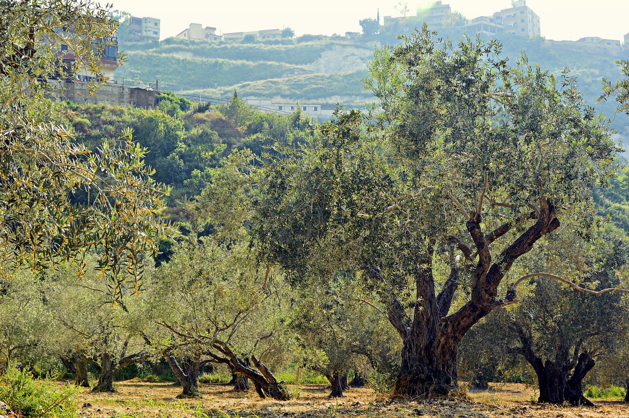 Olive grove Malaga
