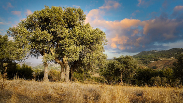 olive grove