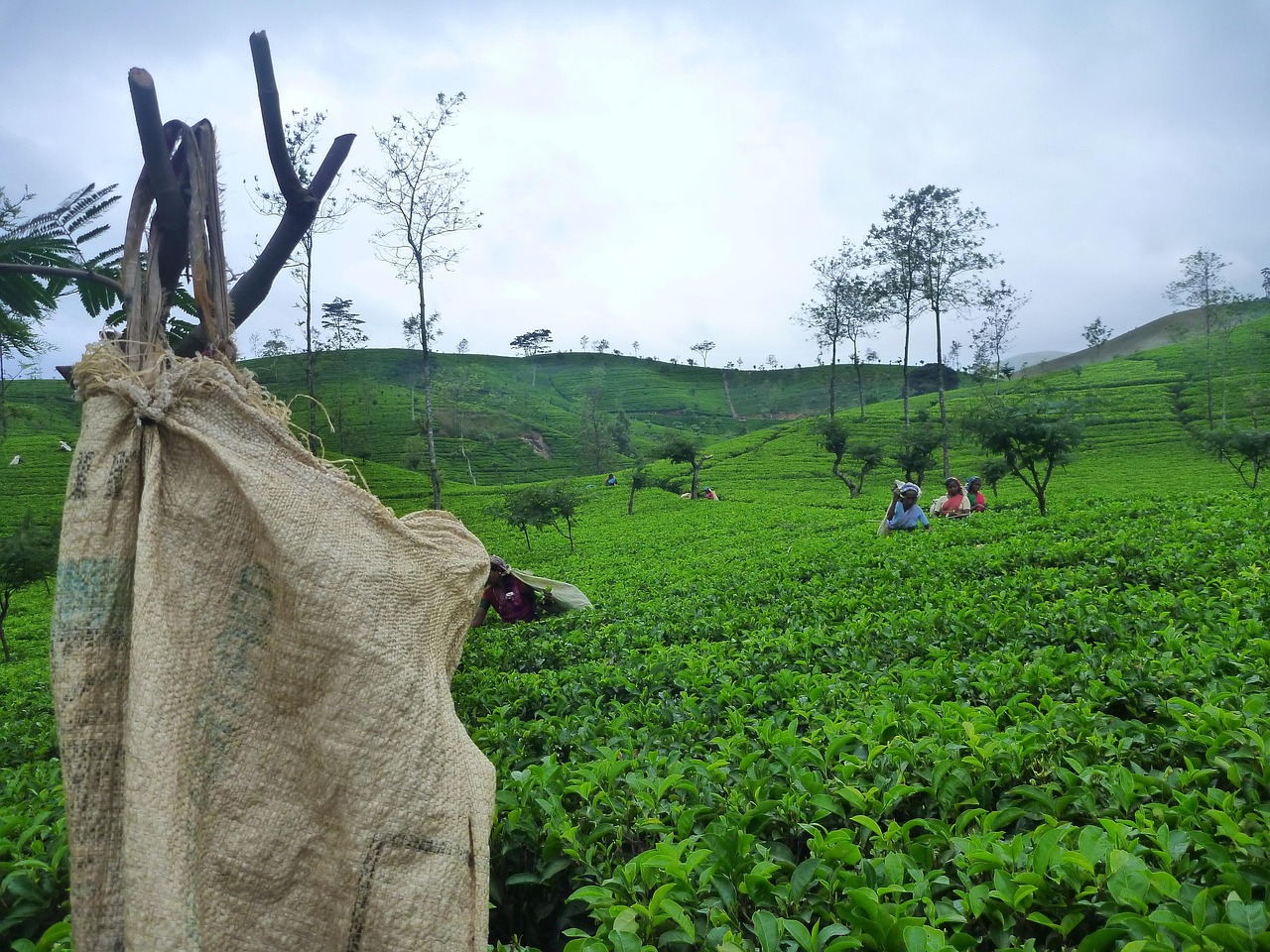 sri lanka tea hills maldives overwater